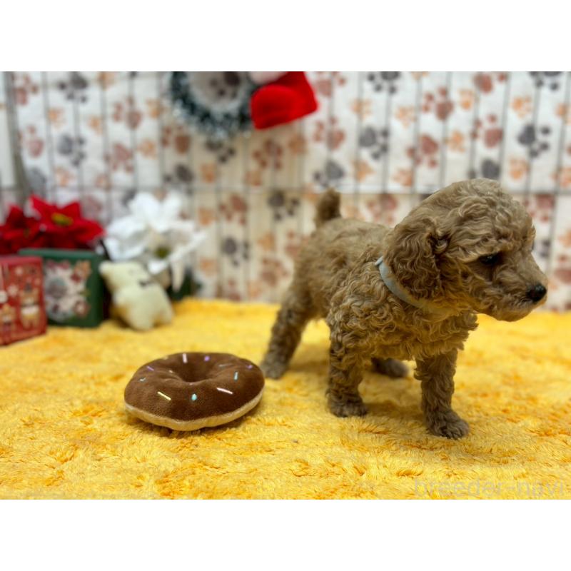 販売中の鹿児島県のタイニープードル-432219の4枚目