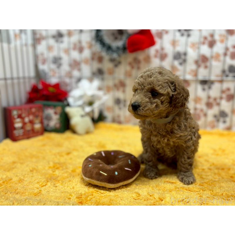 販売中の鹿児島県のタイニープードル-432219の3枚目