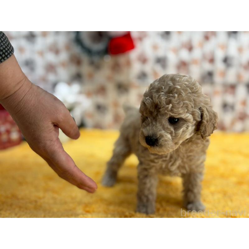 販売中の鹿児島県のタイニープードル-432220の5枚目