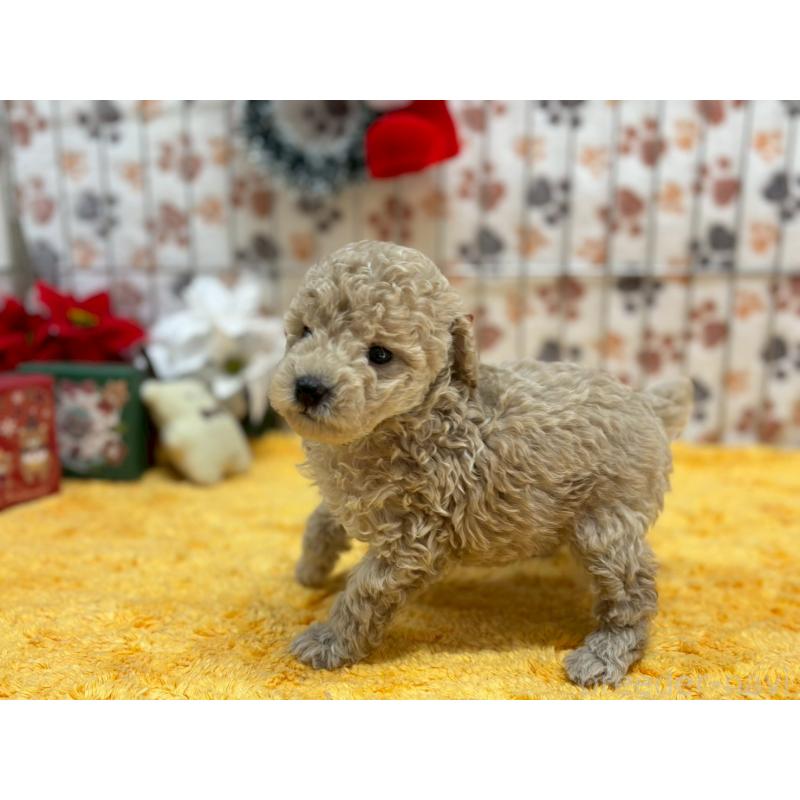 販売中の鹿児島県のタイニープードル-432220の4枚目