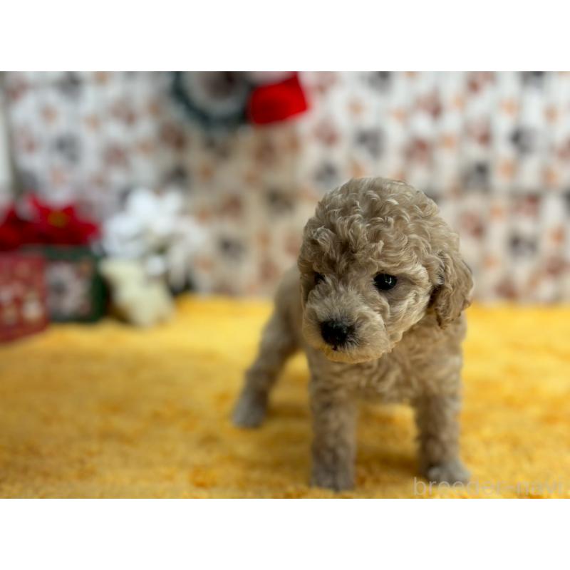 販売中の鹿児島県のタイニープードル-432220の3枚目