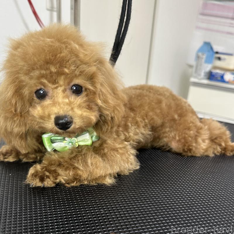 販売中の熊本県のタイニープードル-403047の9枚目