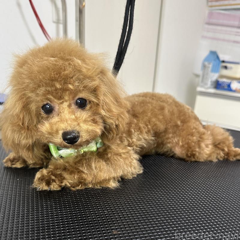 販売中の熊本県のタイニープードル-403047の7枚目