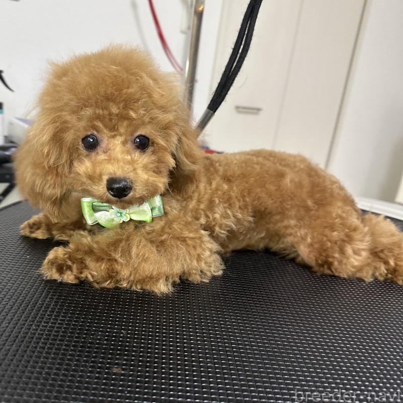 販売中の熊本県のタイニープードル-403047の6枚目