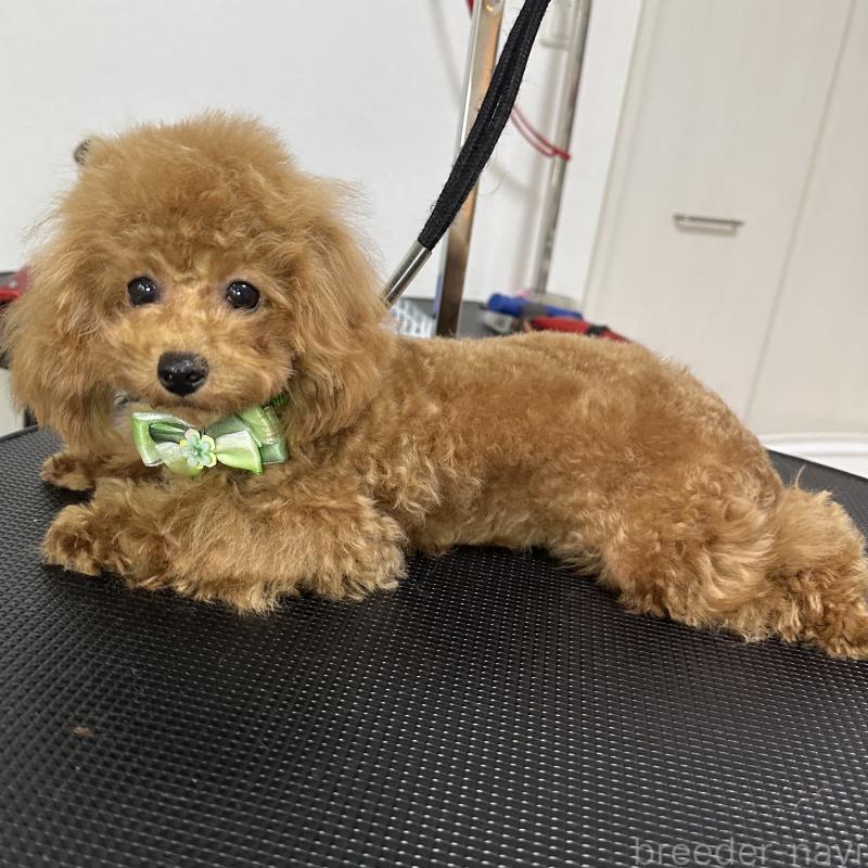 販売中の熊本県のタイニープードル-403047の5枚目