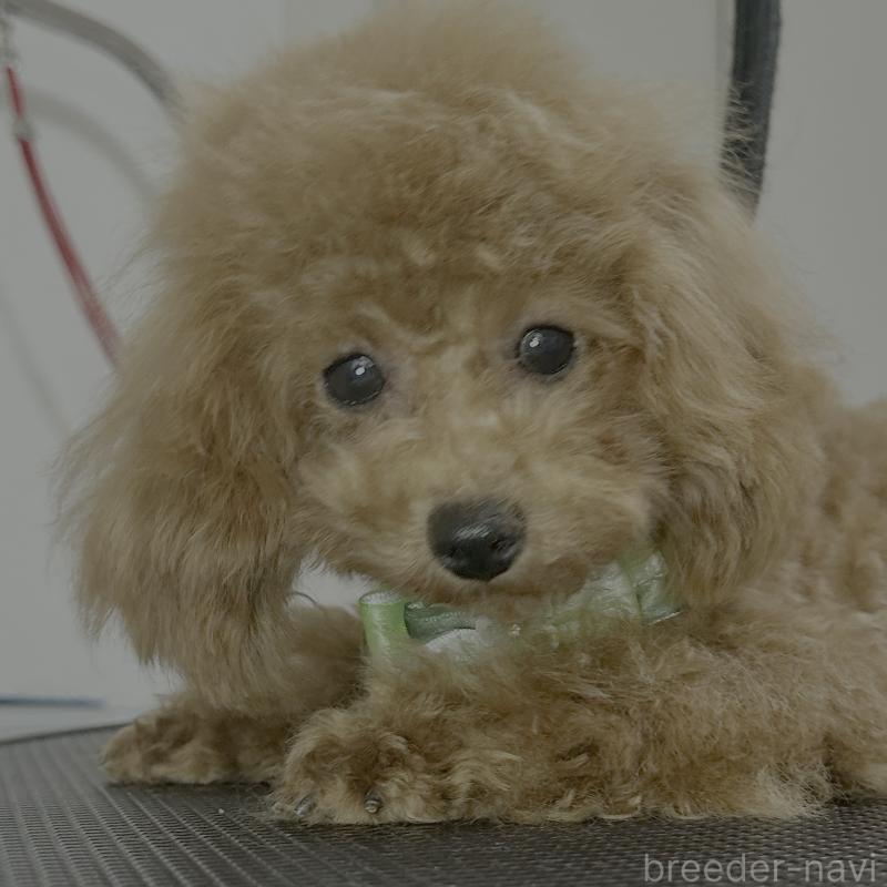 販売中の熊本県のタイニープードル-403047の4枚目