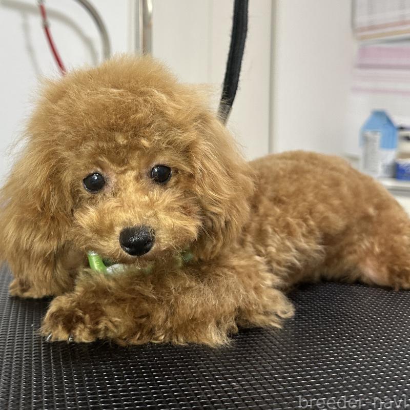 販売中の熊本県のタイニープードル-403047の3枚目