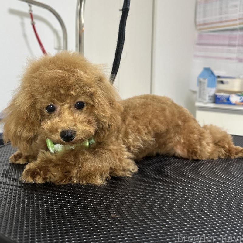 販売中の熊本県のタイニープードル-403047の2枚目