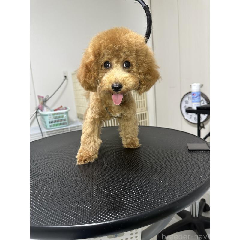 販売中の熊本県のティーカッププードル-403049の6枚目