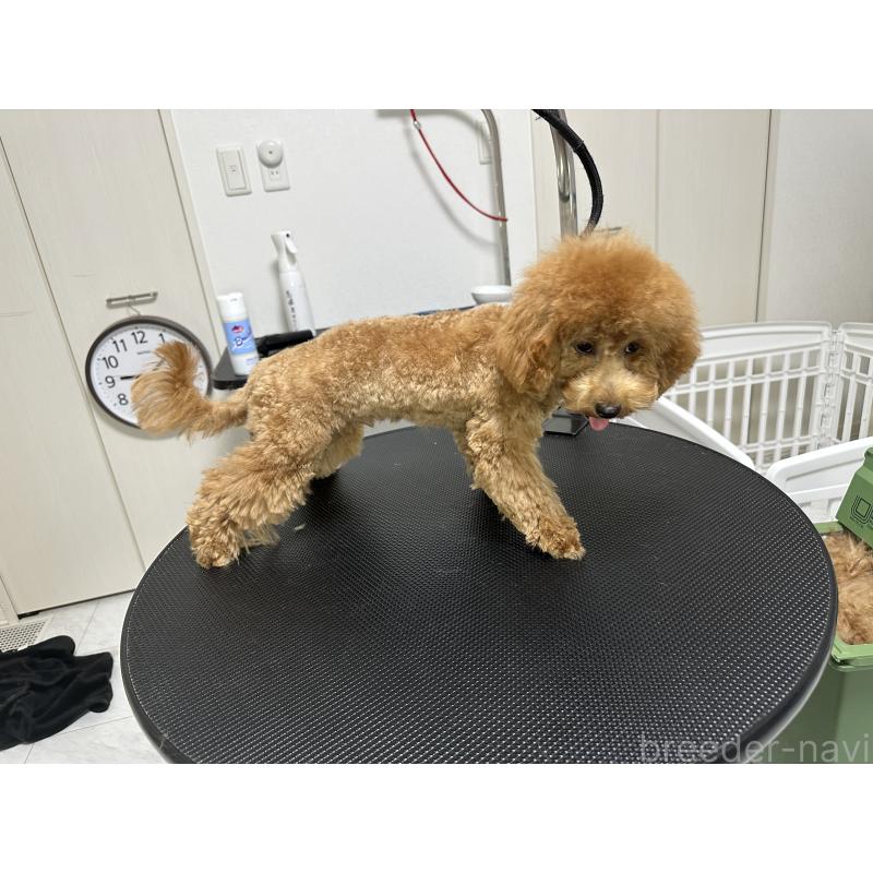 販売中の熊本県のティーカッププードル-403049の5枚目