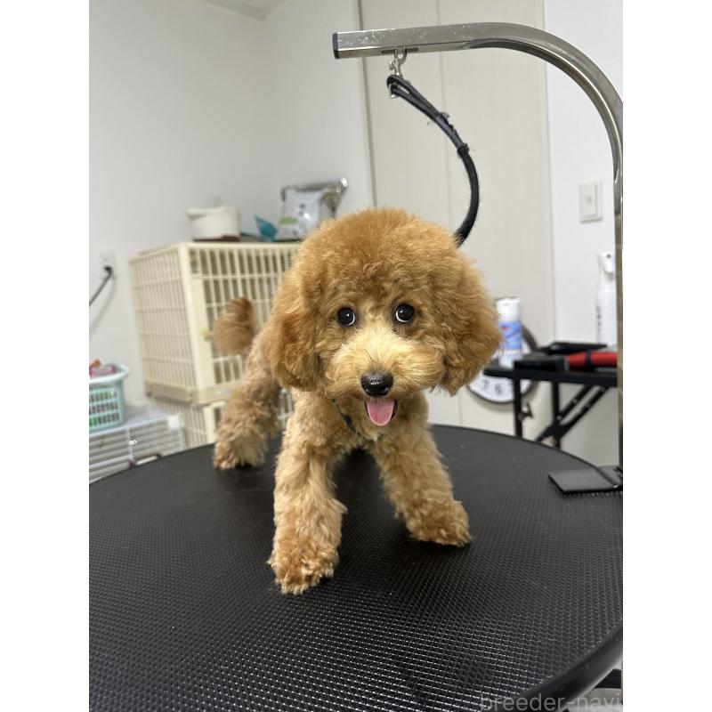 販売中の熊本県のティーカッププードル-403049の4枚目