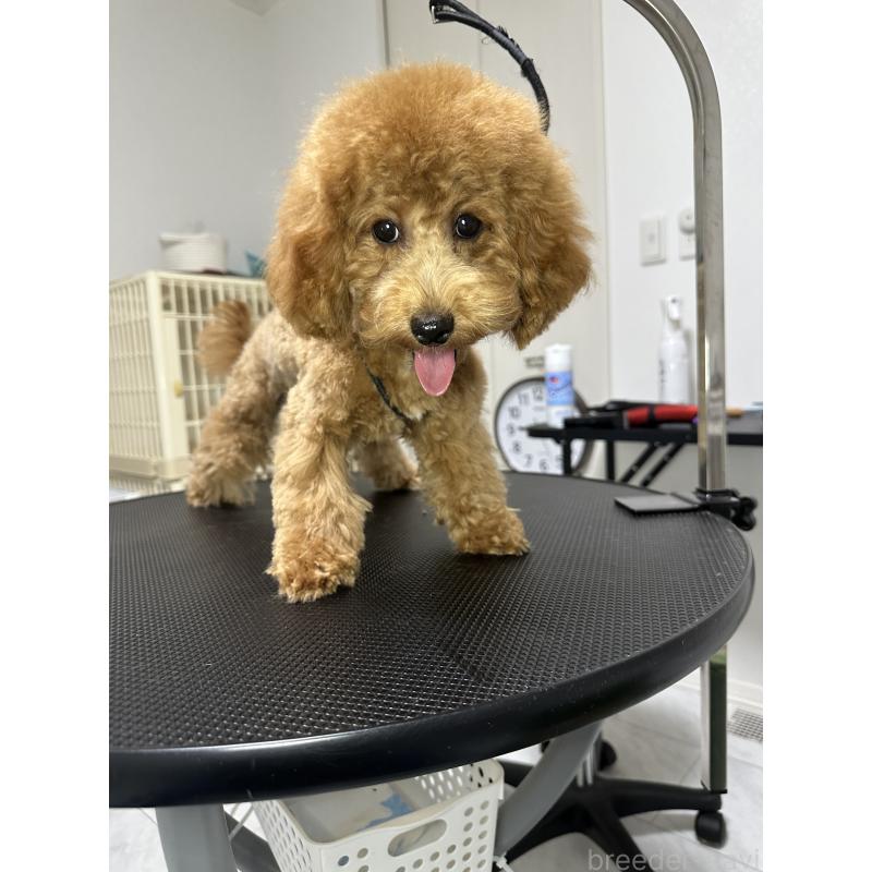 販売中の熊本県のティーカッププードル-403049の3枚目