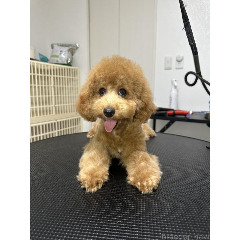 販売中の熊本県のティーカッププードル-403049の2枚目