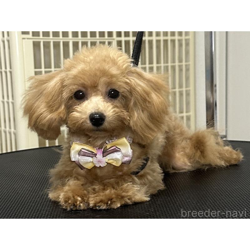 販売中の熊本県のティーカッププードル-403040の8枚目