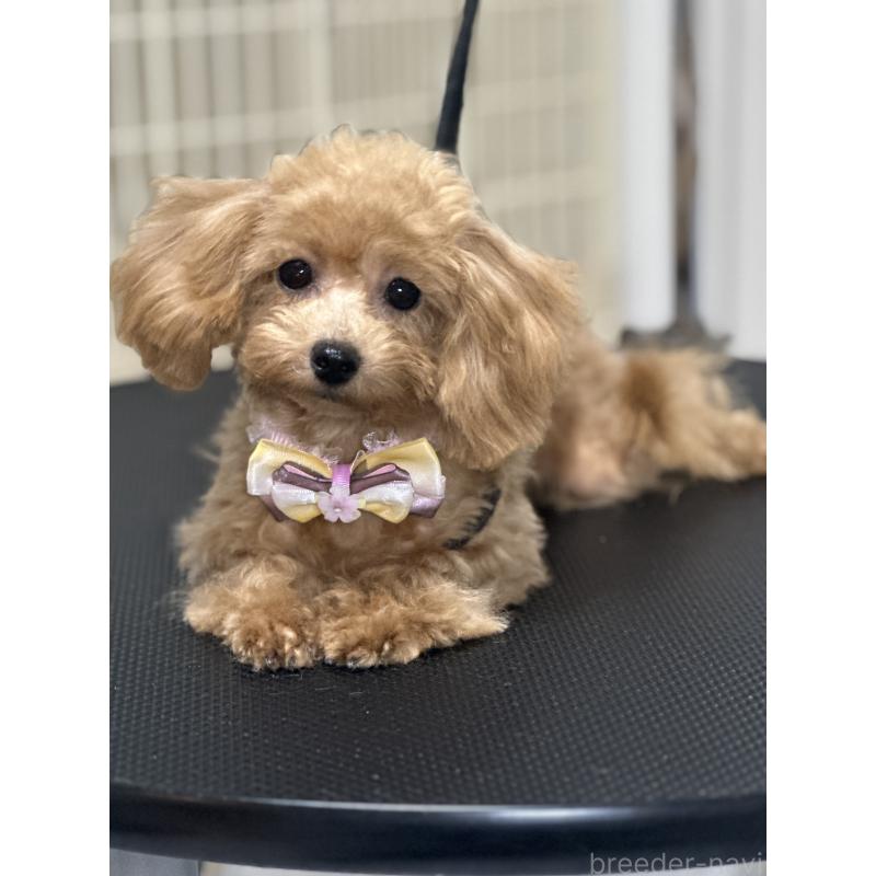 販売中の熊本県のティーカッププードル-403040の7枚目