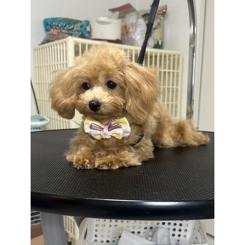 販売中の熊本県のティーカッププードル-403040の6枚目