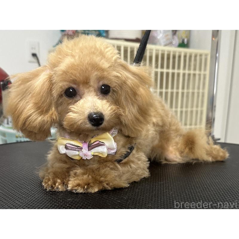 販売中の熊本県のティーカッププードル-403040の5枚目