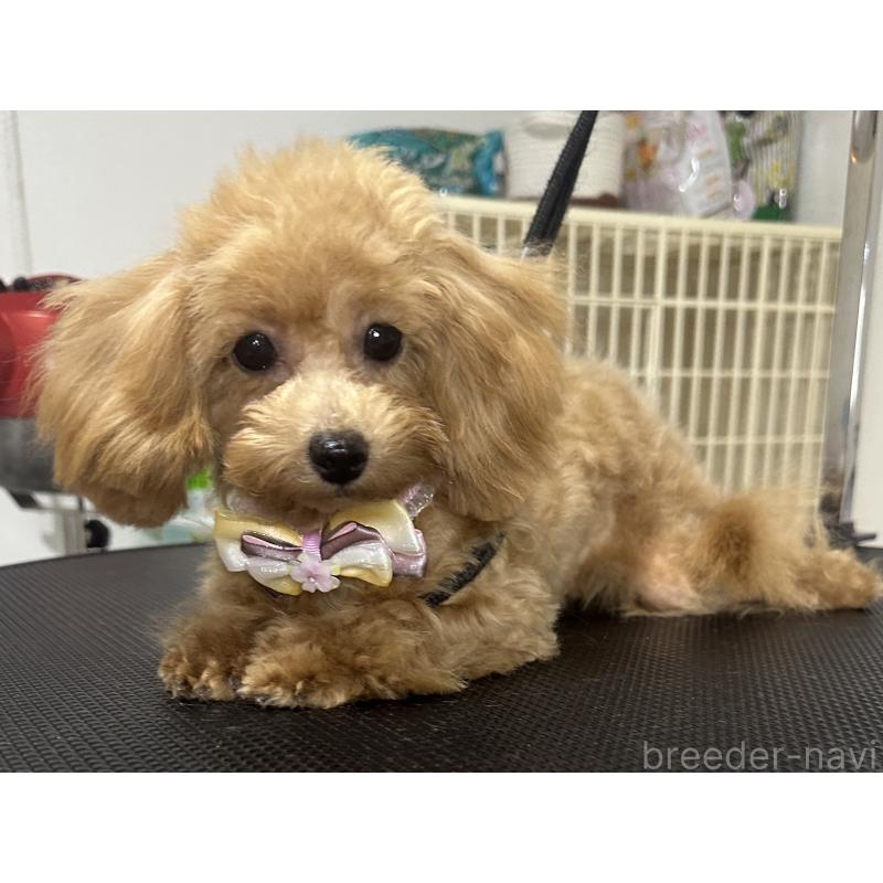 販売中の熊本県のティーカッププードル-403040の4枚目