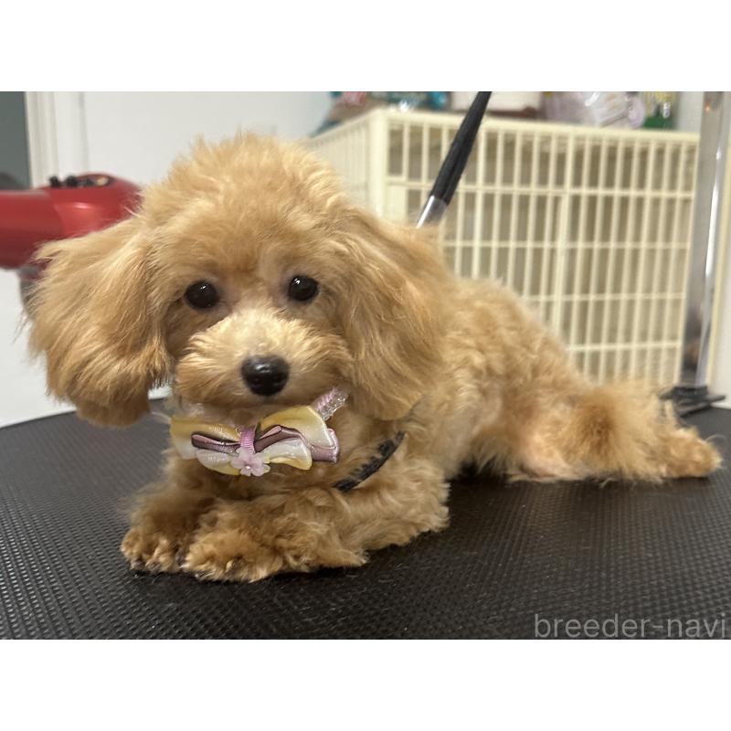 販売中の熊本県のティーカッププードル-403040の3枚目