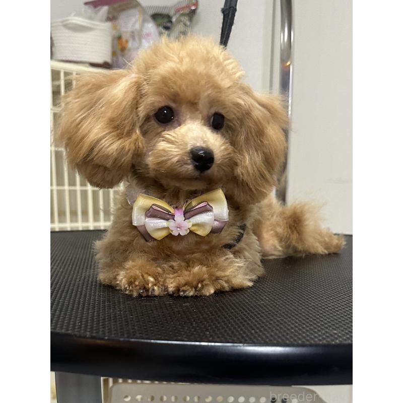 販売中の熊本県のティーカッププードル-403040の2枚目