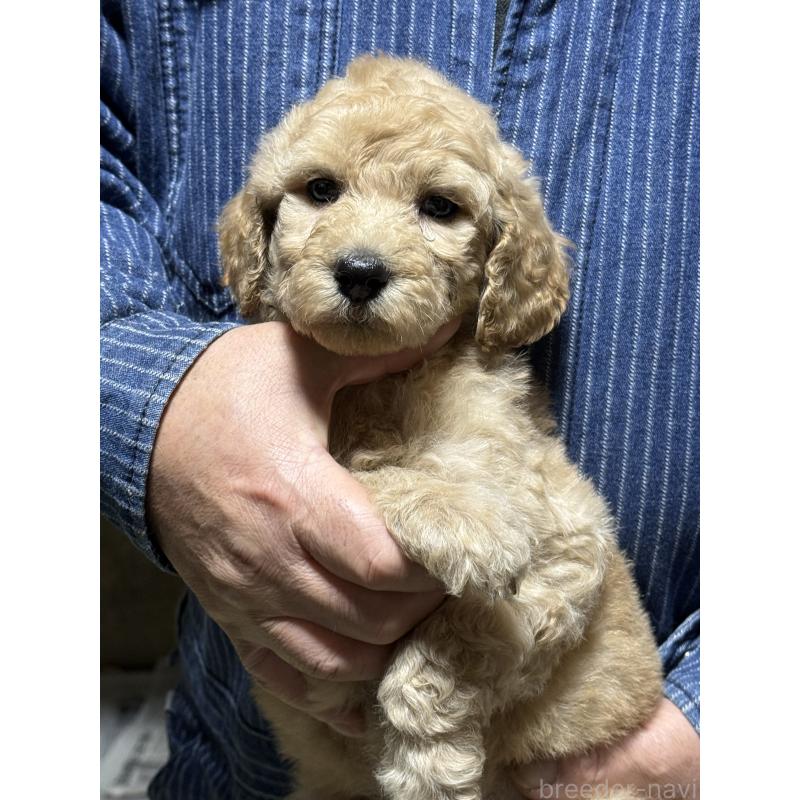 販売中の福島県のスタンダードプードル-431987の8枚目