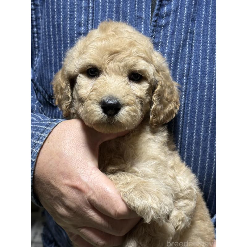 販売中の福島県のスタンダードプードル-431987の7枚目