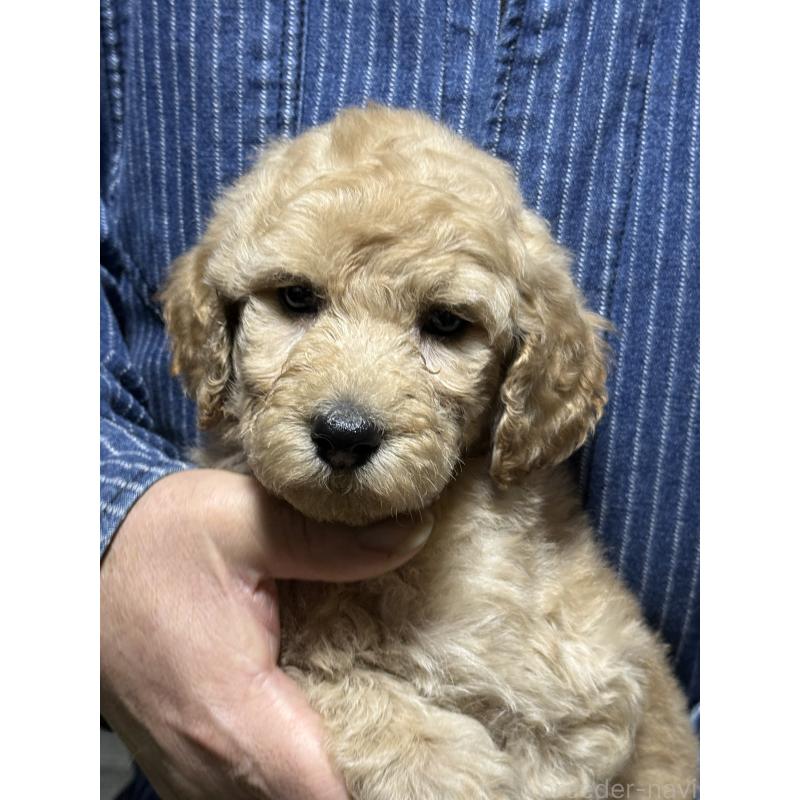 販売中の福島県のスタンダードプードル-431987の6枚目