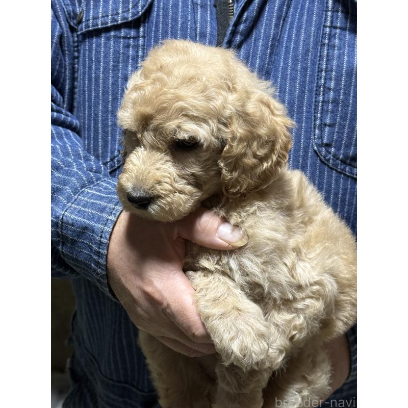 販売中の福島県のスタンダードプードル-431987の5枚目