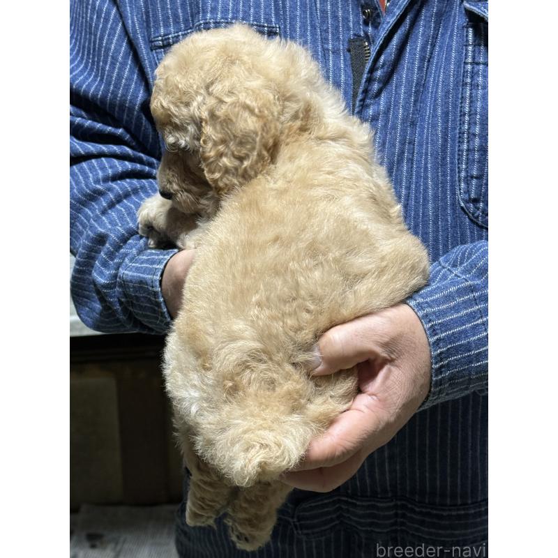 販売中の福島県のスタンダードプードル-431987の4枚目