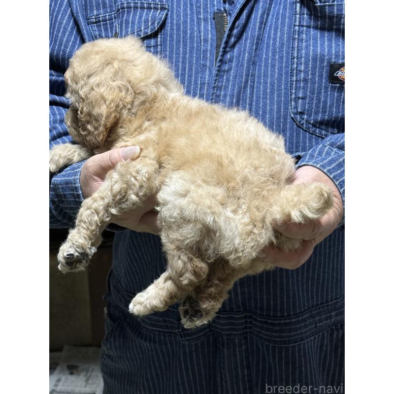 販売中の福島県のスタンダードプードル-431987の3枚目