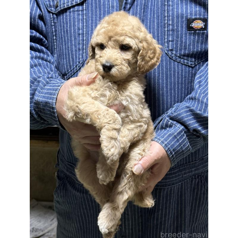 販売中の福島県のスタンダードプードル-431987の2枚目