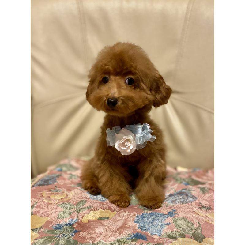 販売中の兵庫県のティーカッププードル-413948の5枚目