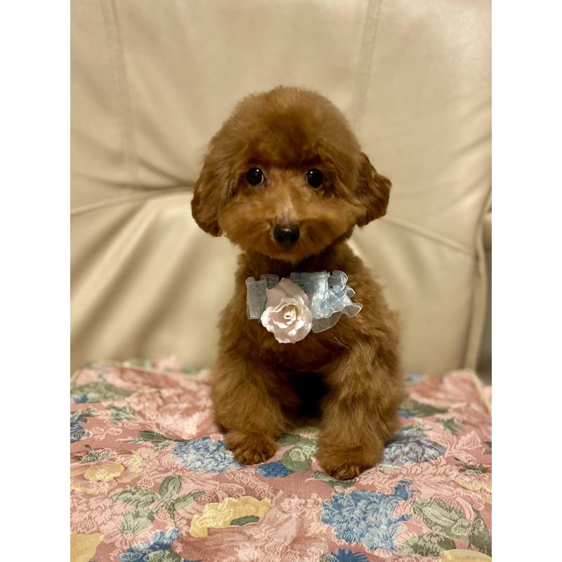 販売中の兵庫県のティーカッププードル-413948の3枚目