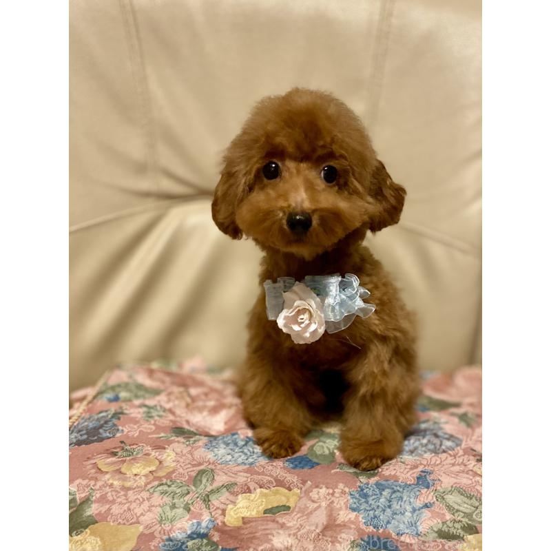 販売中の兵庫県のティーカッププードル-413948の2枚目