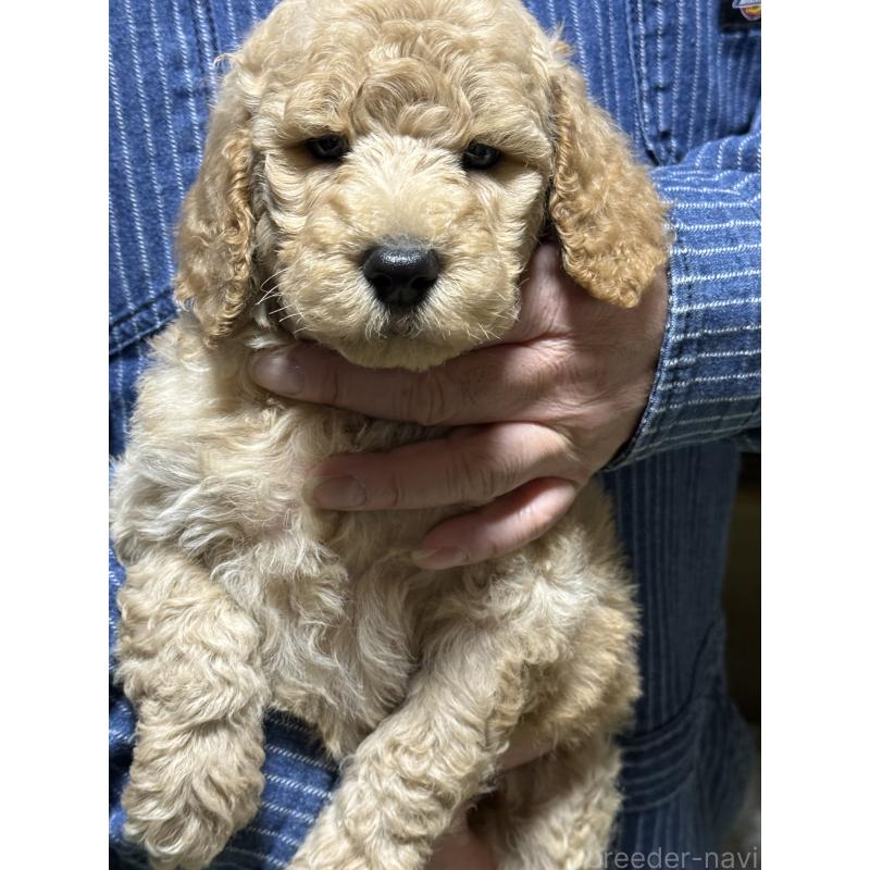 販売中の福島県のスタンダードプードル-431988の9枚目