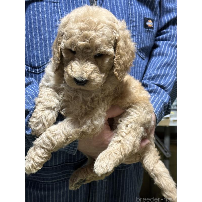 販売中の福島県のスタンダードプードル-431988の8枚目