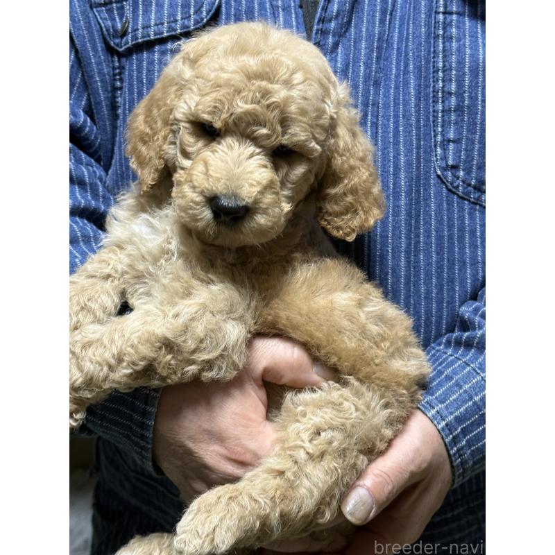 販売中の福島県のスタンダードプードル-431988の7枚目