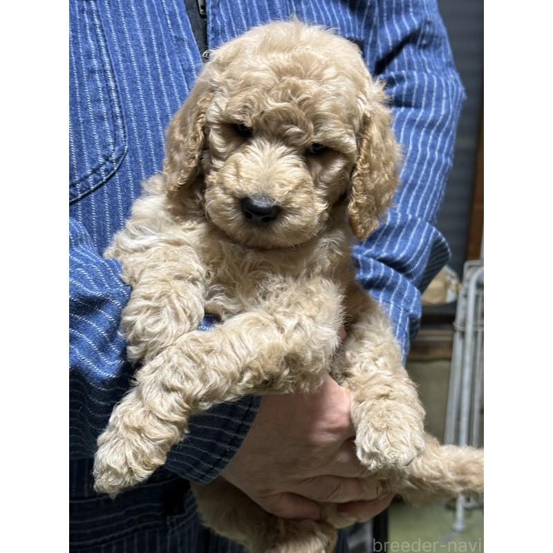 販売中の福島県のスタンダードプードル-431988の6枚目