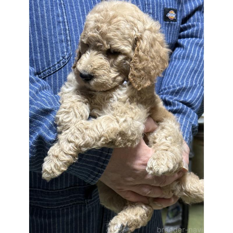 販売中の福島県のスタンダードプードル-431988の5枚目