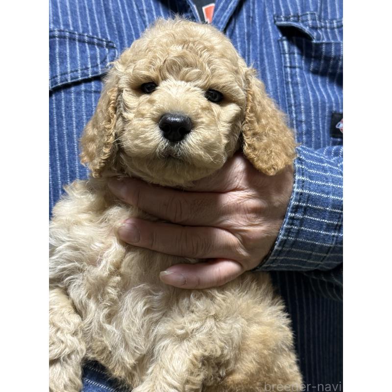 販売中の福島県のスタンダードプードル-431988の4枚目