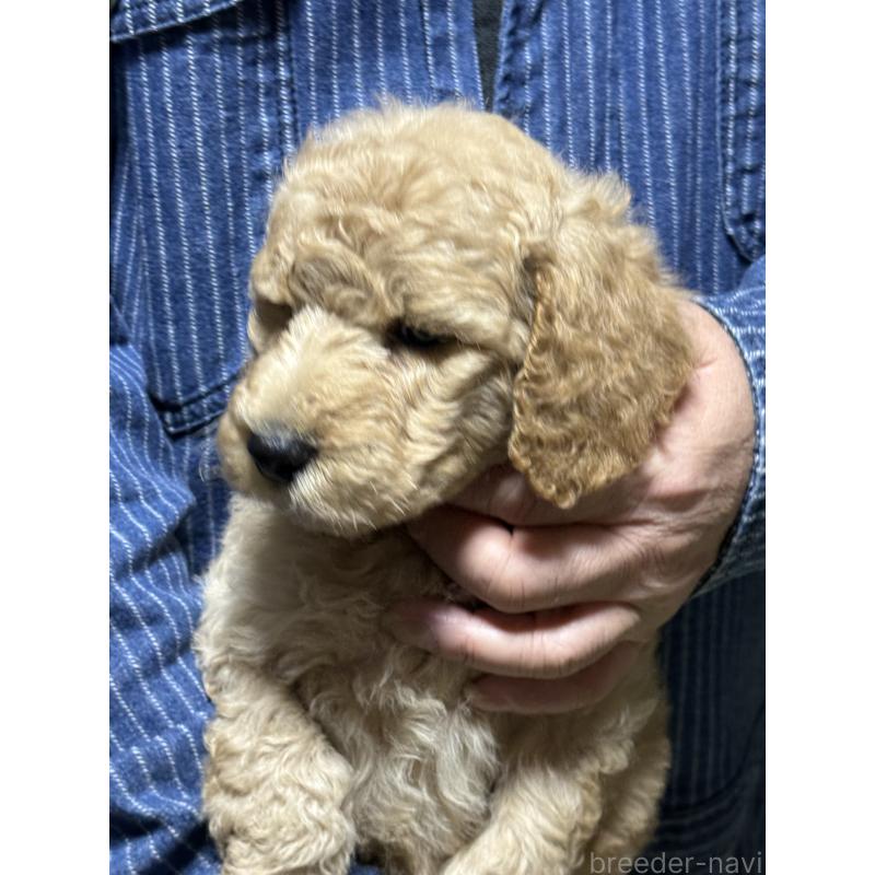 販売中の福島県のスタンダードプードル-431988の3枚目