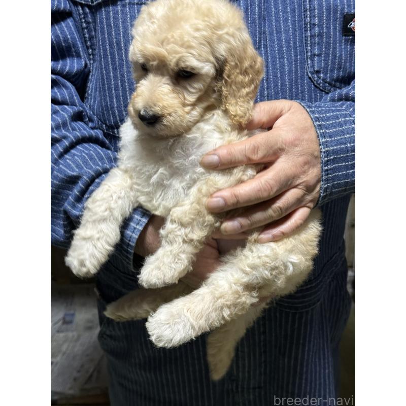 販売中の福島県のスタンダードプードル-431988の2枚目