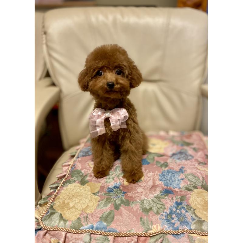 販売中の兵庫県のティーカッププードル-413947の4枚目