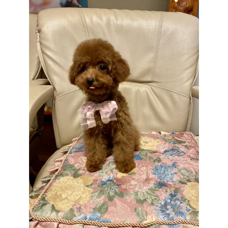 販売中の兵庫県のティーカッププードル-413947の3枚目