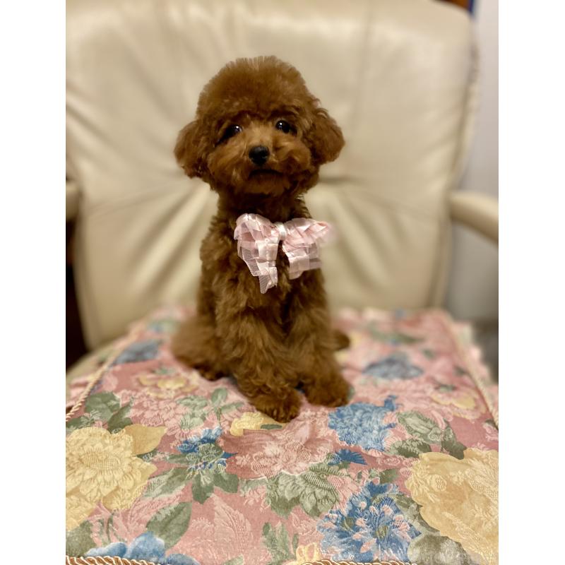 販売中の兵庫県のティーカッププードル-413947の2枚目