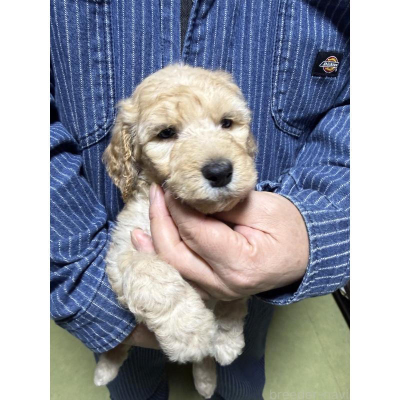 販売中の福島県のスタンダードプードル-431989の9枚目