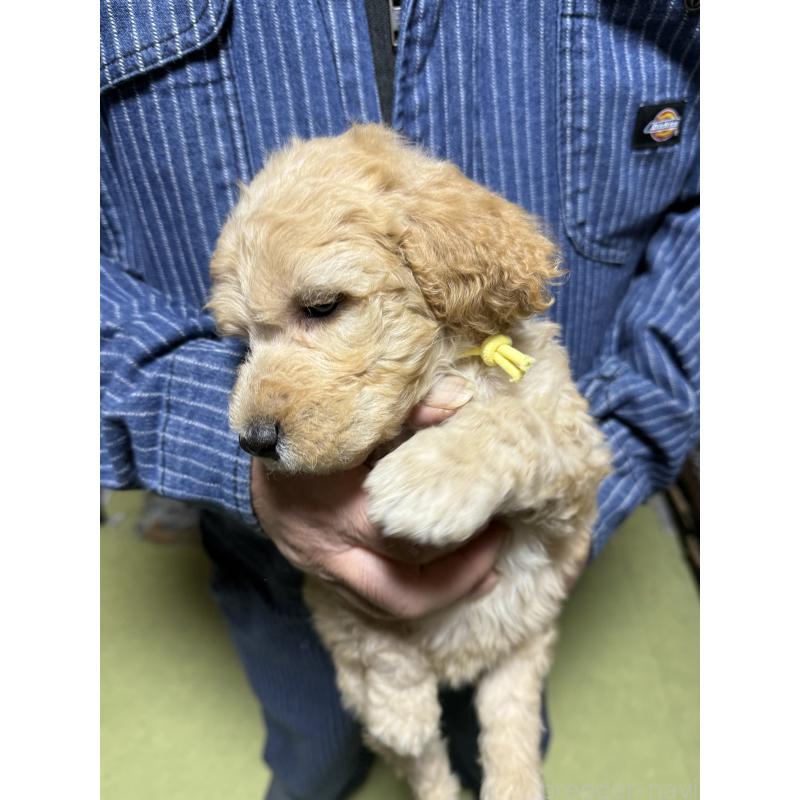 販売中の福島県のスタンダードプードル-431989の8枚目