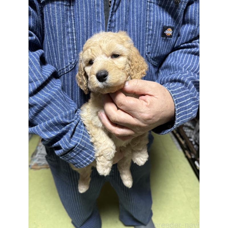 販売中の福島県のスタンダードプードル-431989の7枚目