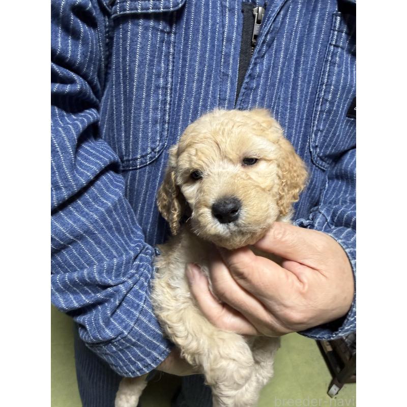 販売中の福島県のスタンダードプードル-431989の6枚目