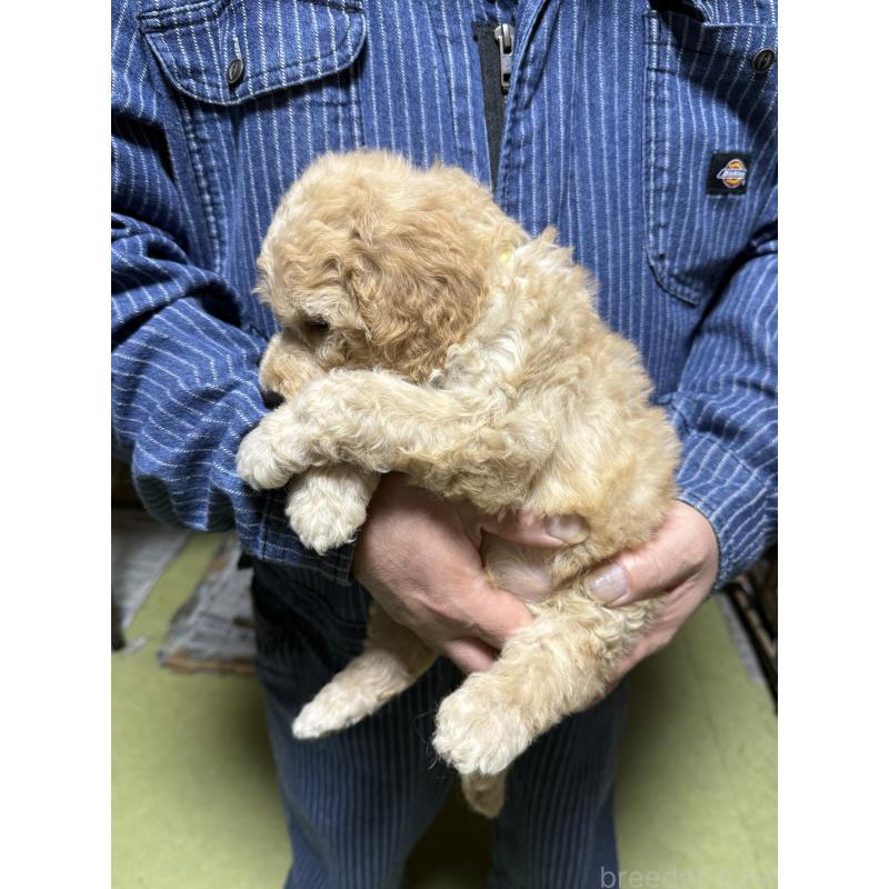 販売中の福島県のスタンダードプードル-431989の5枚目